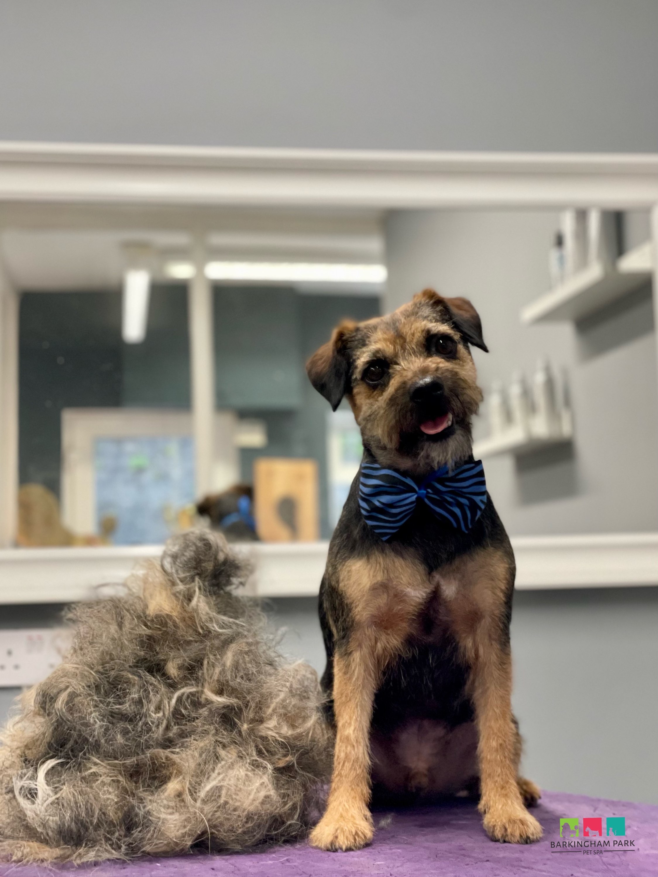 Dog Grooming