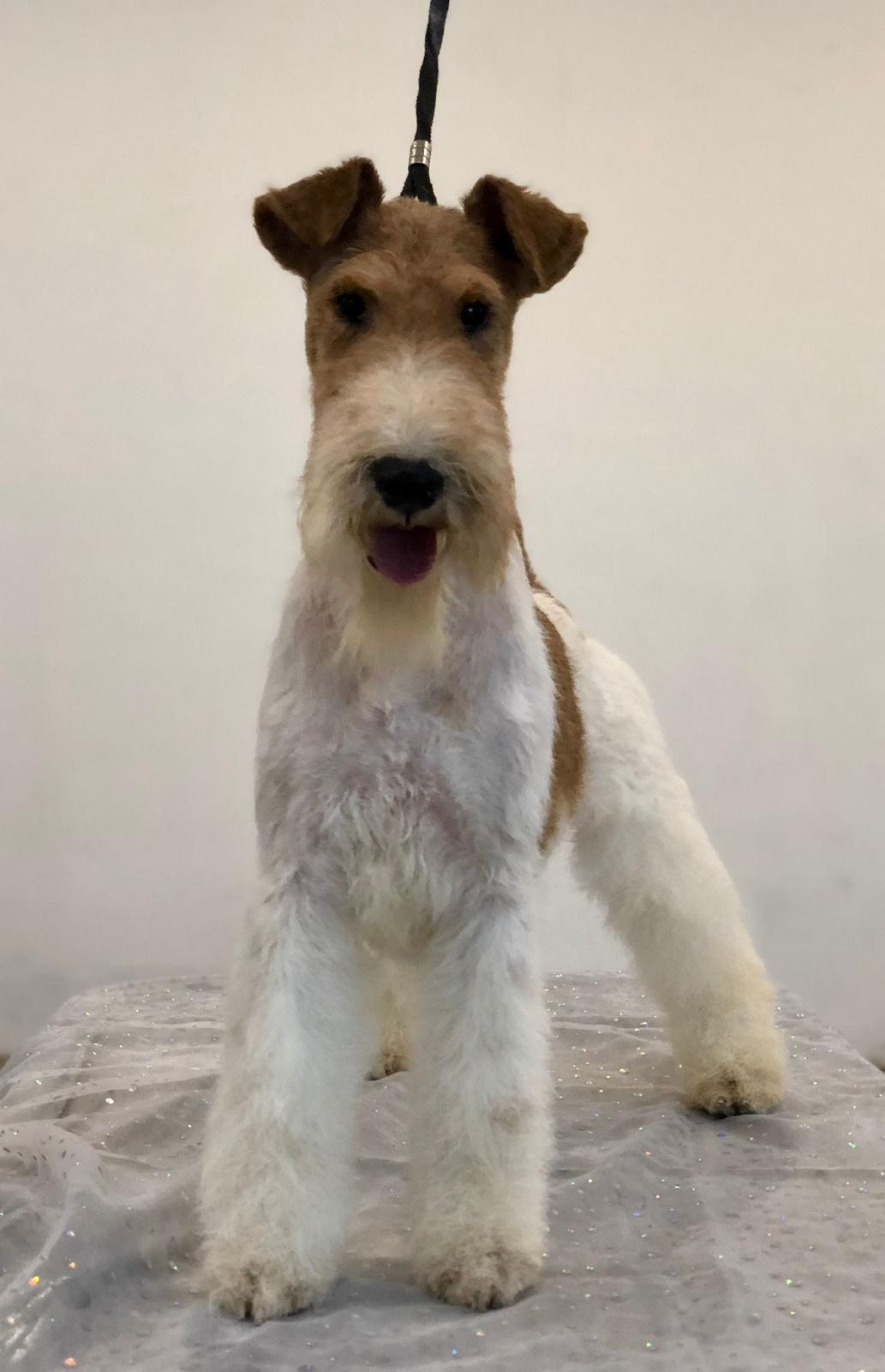 Hand-stripped wire-coated dog